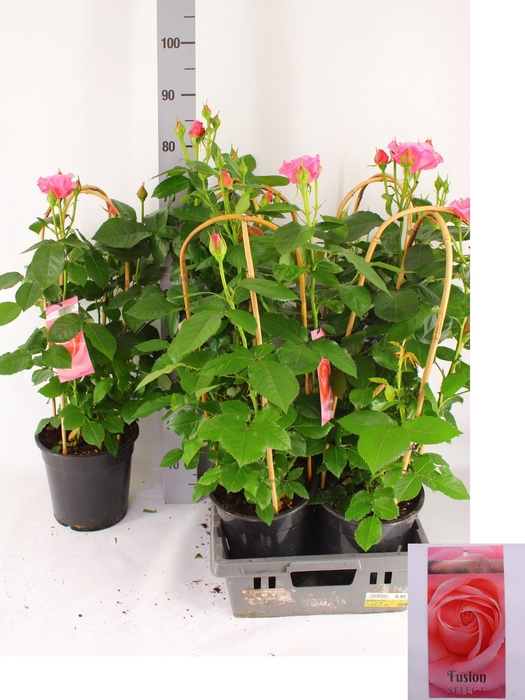 <h4>ROSA FL FUSION SELEC</h4>