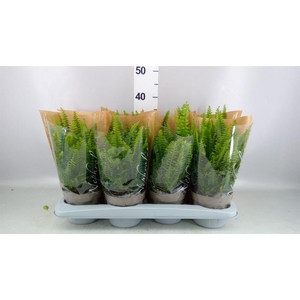 Nephrolepis exal. 'Green Lady'