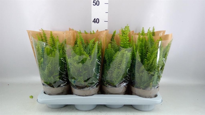 <h4>Nephrolepis exal. 'Green Lady'</h4>