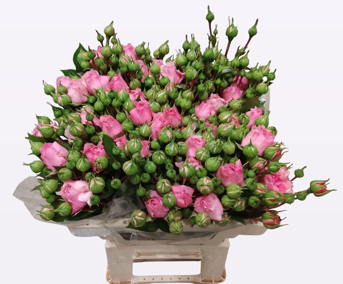 <h4>R TR MARIATHERESIA</h4>