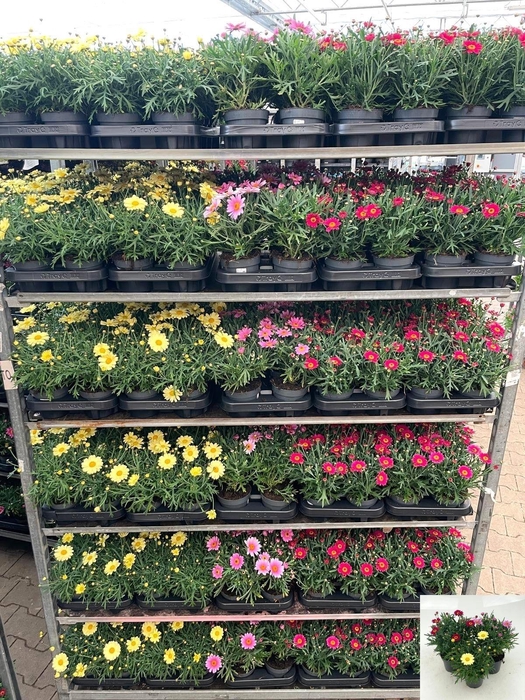 <h4>ARG LA RITA GEM</h4>