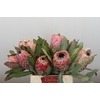 Protea Barbigera Air