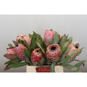 Protea Barbigera Air