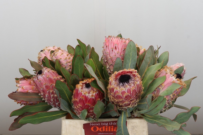 <h4>Protea Barbigera Air</h4>