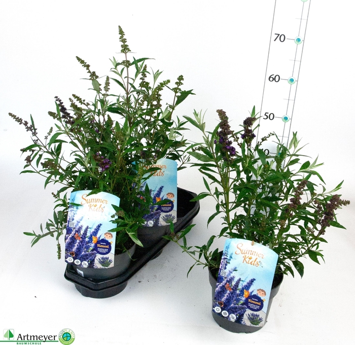 <h4>BUDD SUM KID GEM</h4>