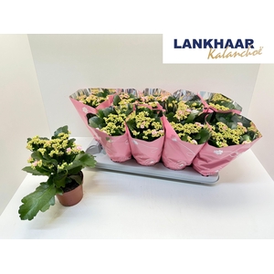 KAL GE PERFECTA PINK