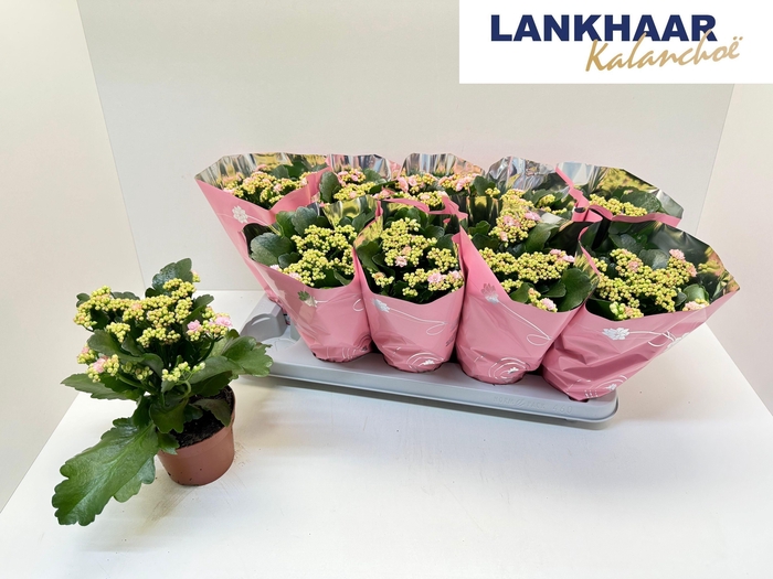 <h4>KAL GE PERFECTA PINK</h4>