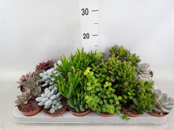 <h4>Succulents   ...</h4>