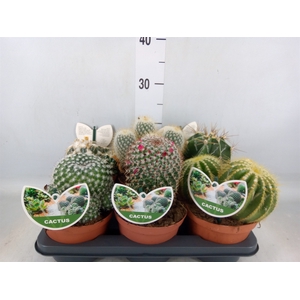Cactus   ...mix