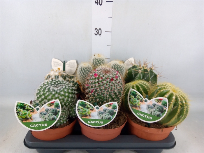 <h4>Cactus   ...mix</h4>