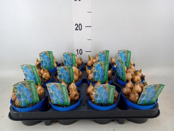 <h4>Muscari  'Magic Blue'</h4>