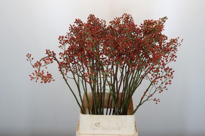 <h4>ROSA OUVERTURE</h4>