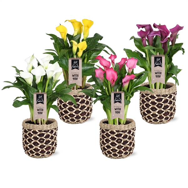 <h4>Zantedeschia gemengd Calla mix in Genève mand</h4>