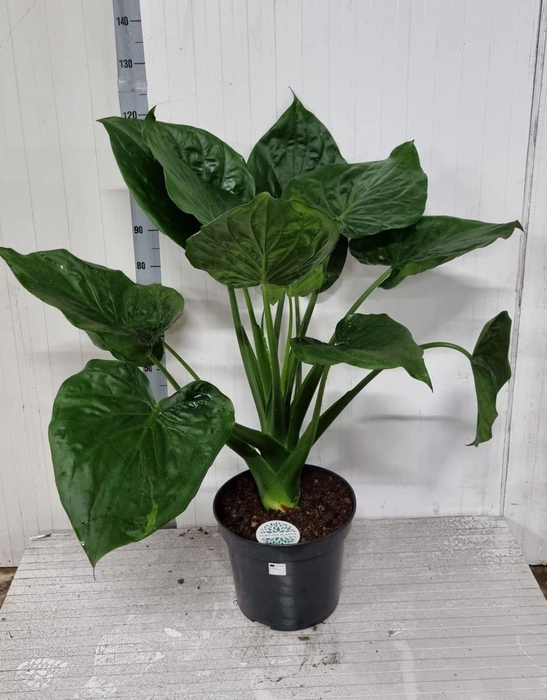 <h4>ALOC CUCULLATA</h4>