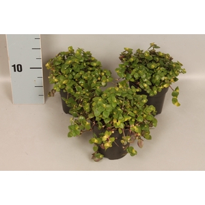 Indoor 10 cm Callisia Repens Turtle