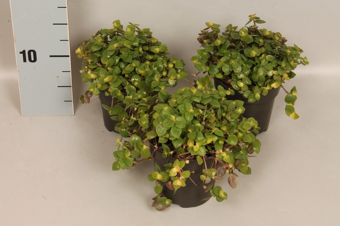 Indoor 10 cm Callisia Repens Turtle