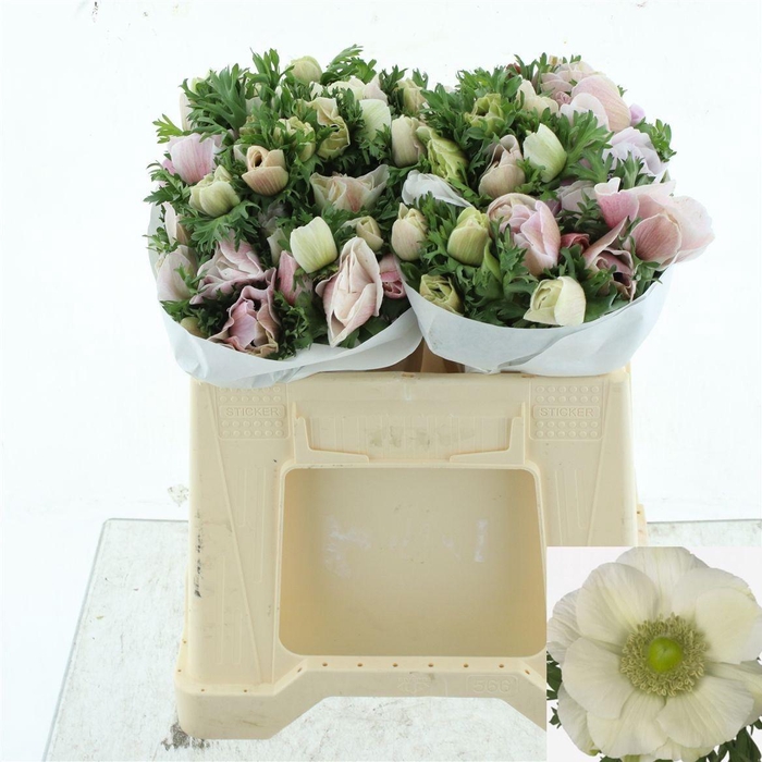 <h4>ANEM CO MIS + WHITE</h4>