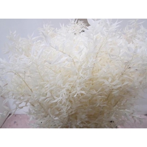 RUSCUS A GEBLEEKT NATUREL