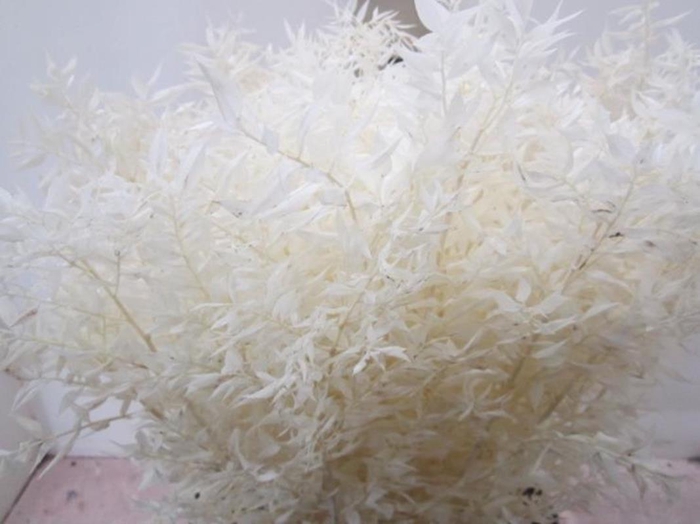 <h4>RUSCUS A GEBLEEKT NATUREL</h4>