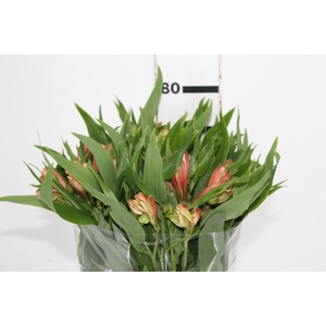 ALSTROEMERIA MILOS 080 CM