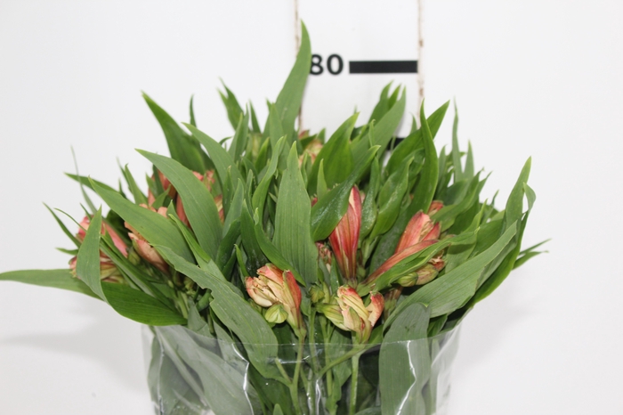 <h4>ALSTROEMERIA MILOS 080 CM</h4>