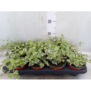 Hedera helix 'White Wonder'