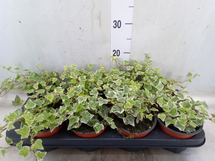 <h4>Hedera helix 'White Wonder'</h4>