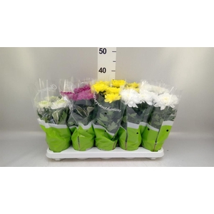Chrysanthemum  'Zembla'   ..mix