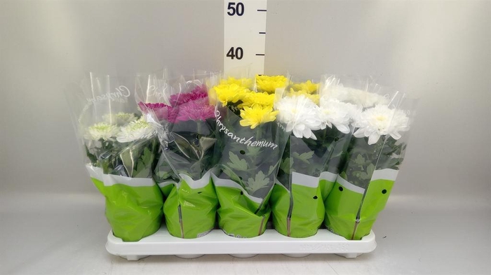 <h4>Chrysanthemum  'Zembla'   ..mix</h4>