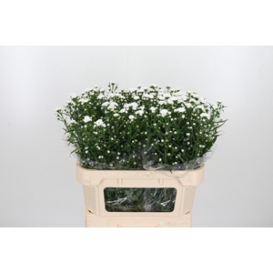 Aster Cassy