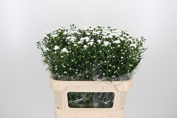 <h4>Aster Cassy</h4>