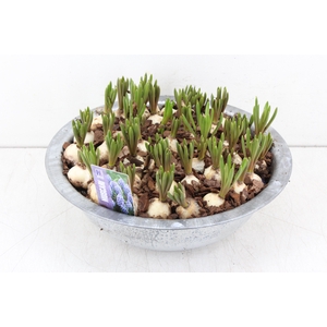 arr.. Muscari MH - Zink schaal L