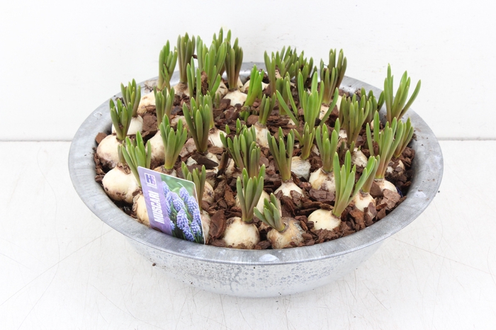 arr.. Muscari MH - Zink schaal L