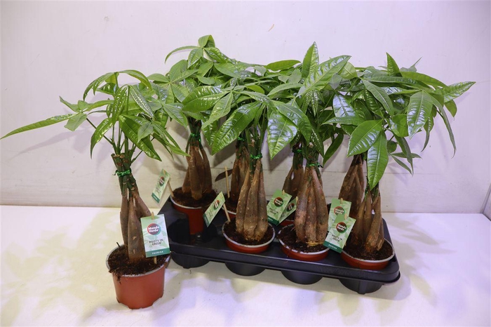 <h4>Pachira Aquatica</h4>