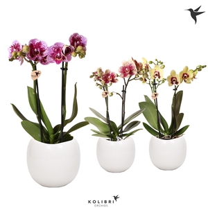 Kolibri Orchids Phalaenopsis Diamond mix 2 spike in Bowl Pot