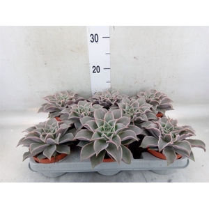 Echeveria   ...