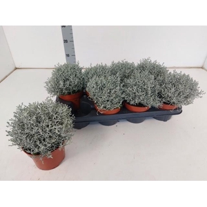 LEUCOPH WHIMSY SILVE