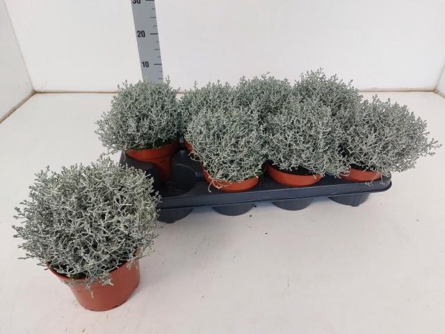 <h4>LEUCOPH WHIMSY SILVE</h4>