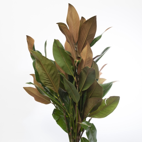 SG MAGNOLIA BLAD (BOS)