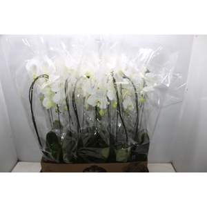 PHALAENOPSIS CASCATA P12 BRANCO