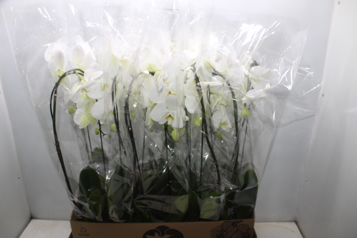 <h4>PHALAENOPSIS CASCATA P12 BRANCO</h4>