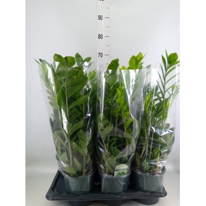 Zamioculcas zamiifolia