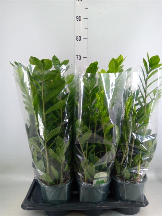 <h4>Zamioculcas zamiifolia</h4>