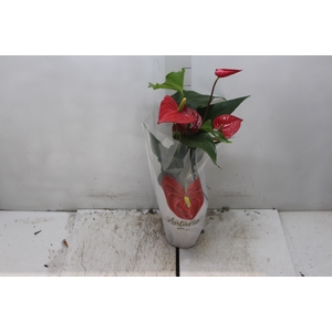 ANTHURIUM FELICITA P15 VERMELHO