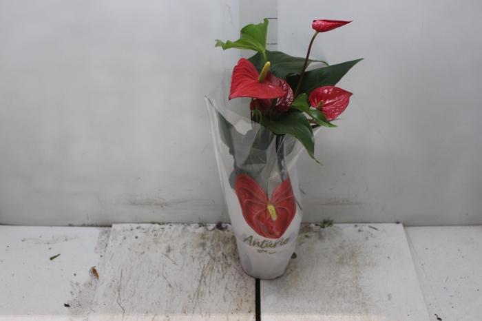 <h4>ANTHURIUM FELICITA P15 VERMELHO</h4>