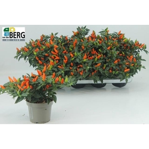 CAPS TORERO D ORANGE