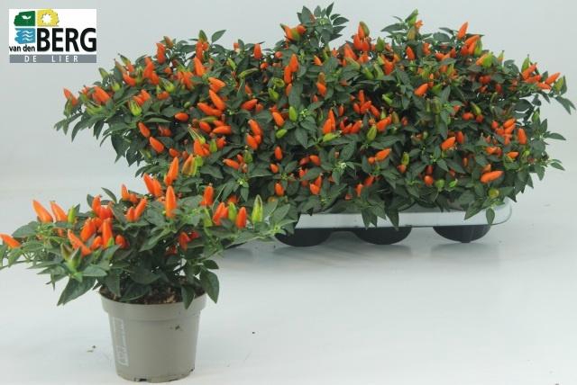 <h4>CAPS TORERO D ORANGE</h4>