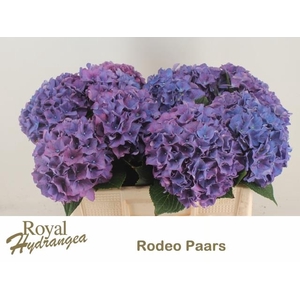 HYDR M CH RODEO PA