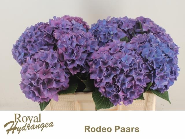 <h4>HYDR M CH RODEO PA</h4>