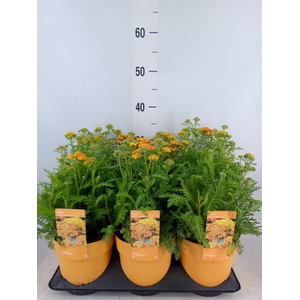 Achillea millef.
